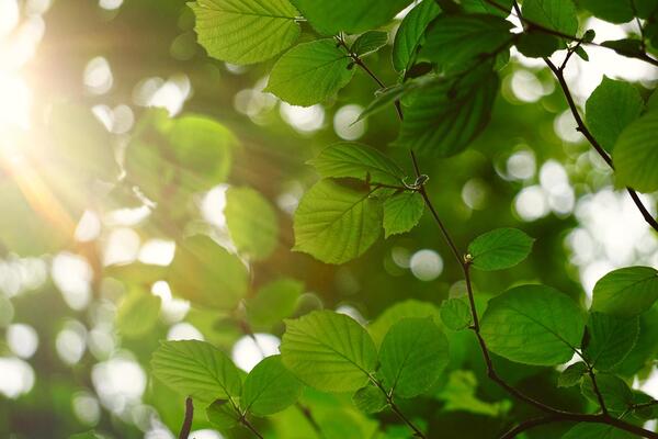 Folhagem verde com luz da manhã — detalhe relaxante